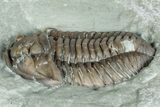 Prone Flexicalymene Trilobite Fossil - Indiana #287618-3
